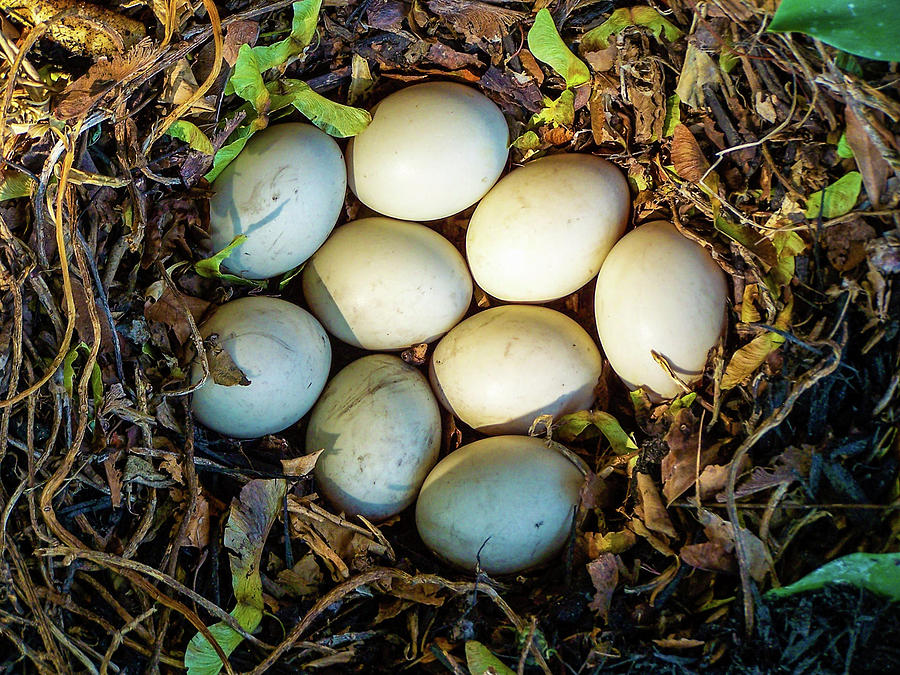 Mallard Nests and Eggs
