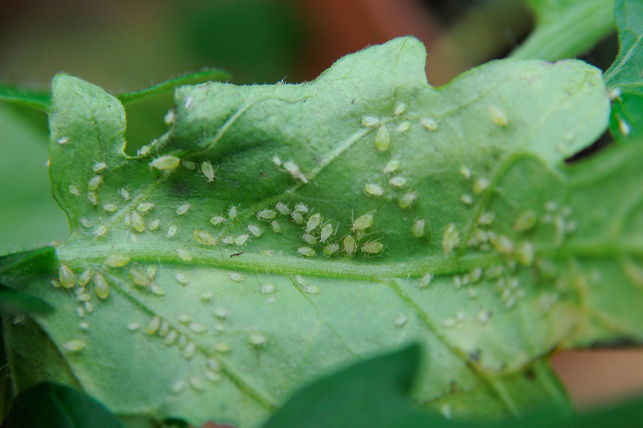 Get Rid of Aphids on House Plants - BBC Gardeners' World Magazine